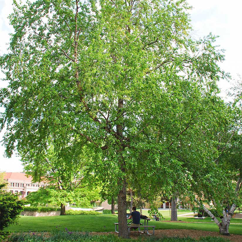River Birch Live Tree 12–18 Inches Tall - Betula nigra - Hardy Deciduous Shade & Ornamental Tree for Zones 4–9