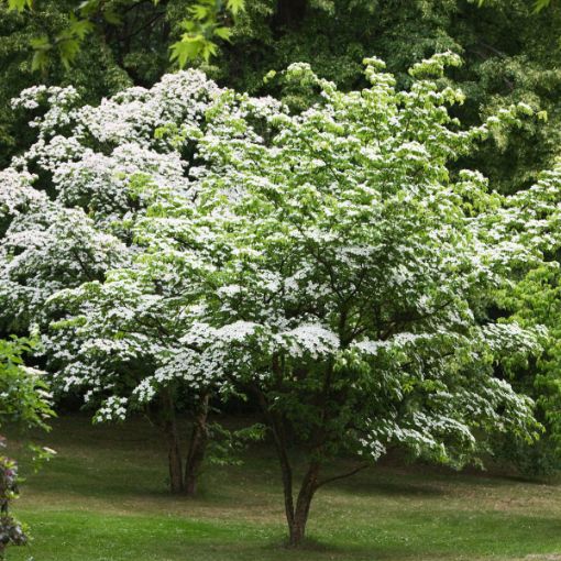 White Kousa Dogwood Tree Cuttings – Unrooted, Cornus kousa, Flowering Ornamental Plant, Propagation, Garden, Landscaping