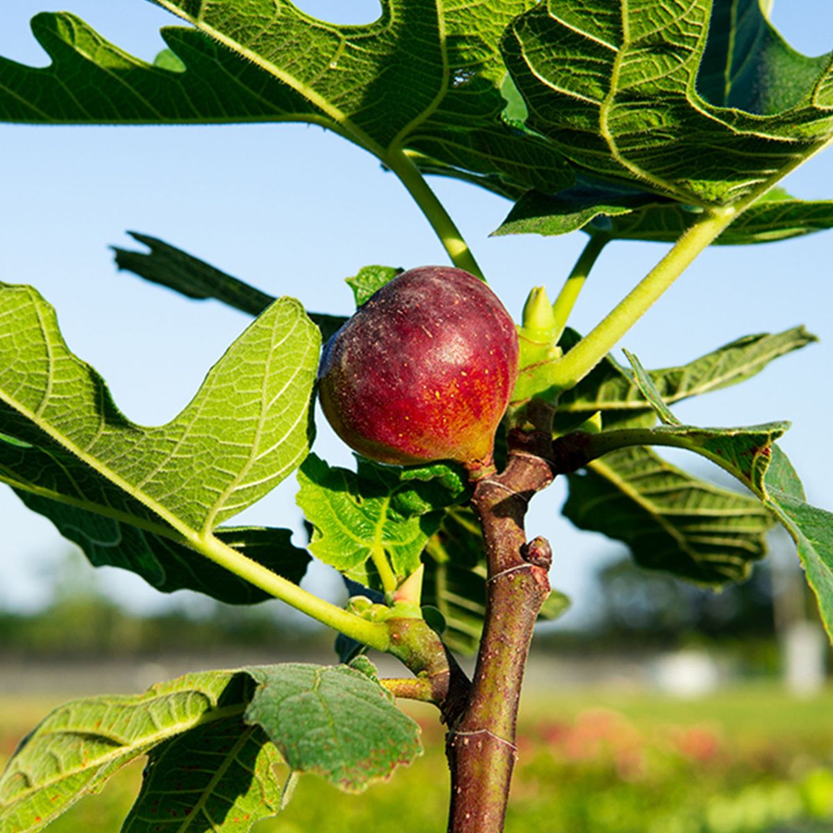 Chicago Hardy Fig Tree Live Plant – Self-Fertile, Cold Hardy Ficus carica with Sweet Edible Figs for Ground or Container Growing