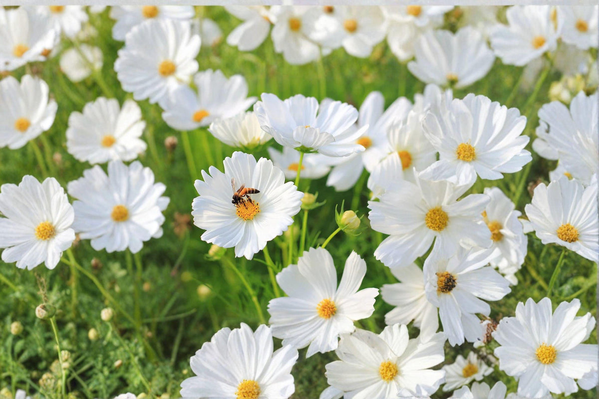 100 Cosmos Purity Seeds | White Annual Flower for Borders, Pollinator Friendly | Cosmos bipinnatus