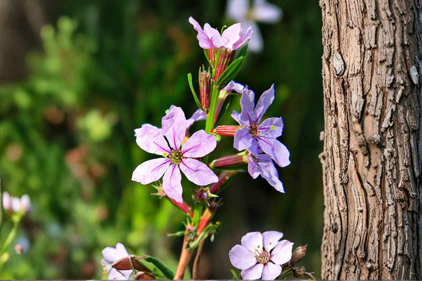 3000 Seeds Lythrum alatum Winged Loosestrife Native Wetland Wildflower for Rain Gardens & Pollinators