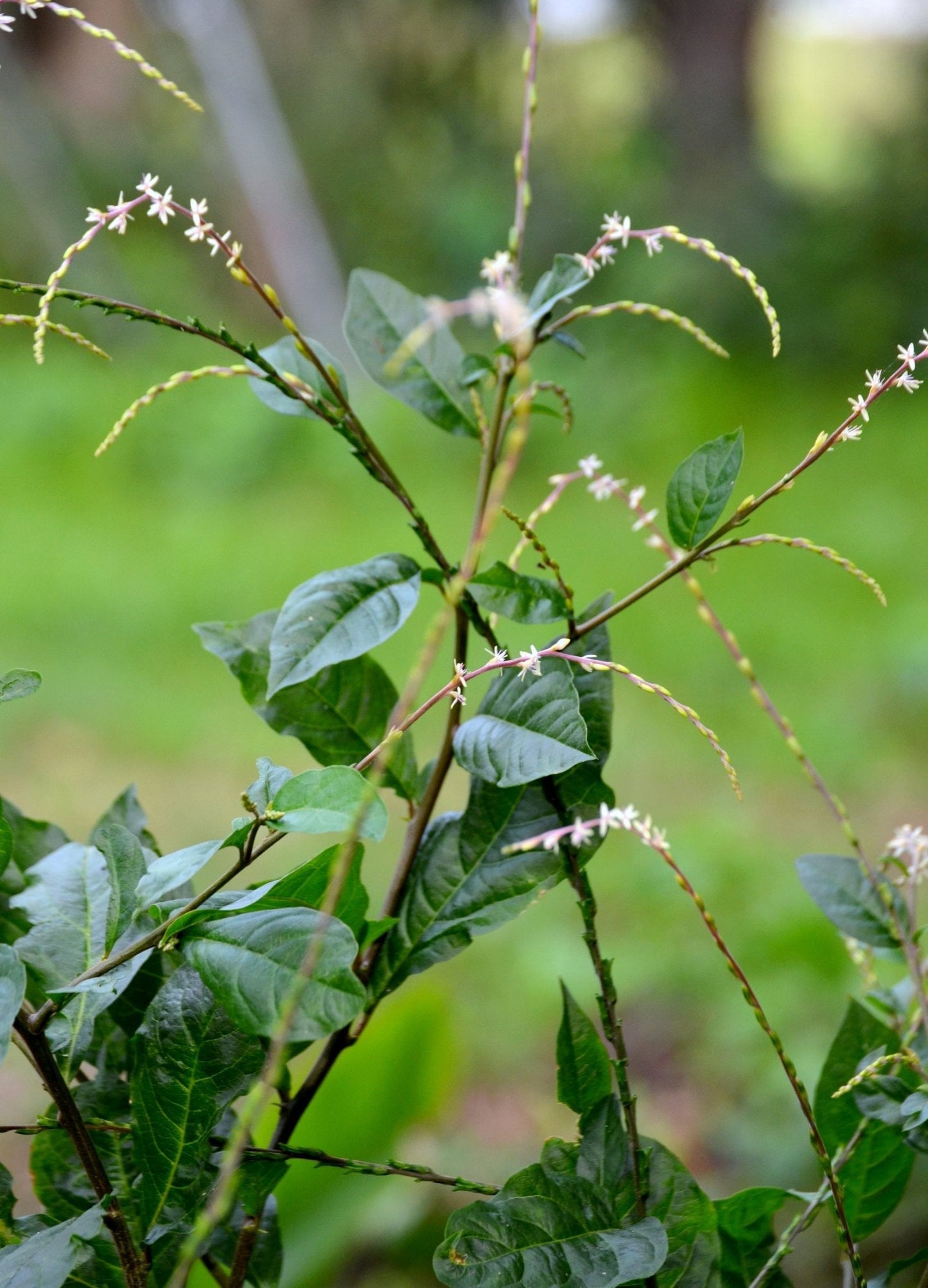 Anamu Herb Plant - Perennial Medicinal Herb with Garlic Scent - Petiveria alliacea