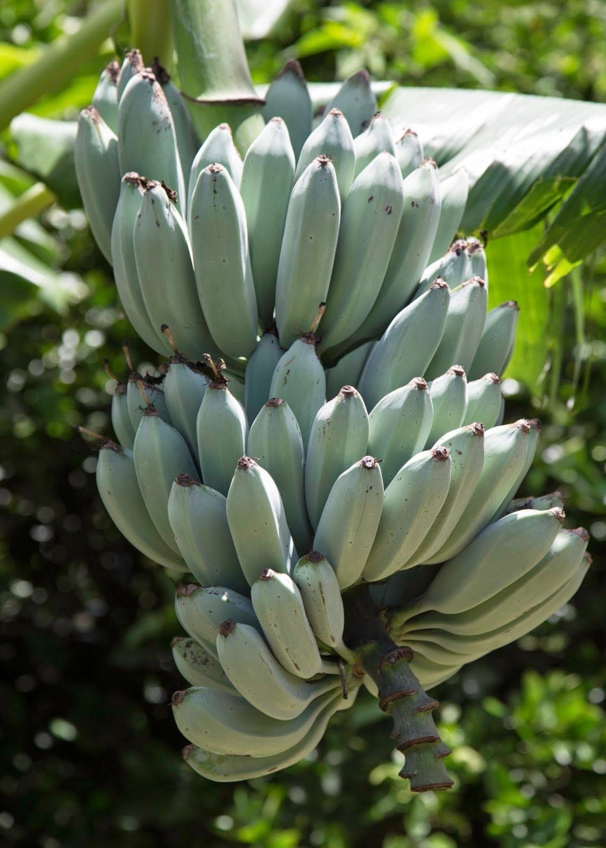 Blue Java Banana Plant, Edible Tropical Tree, Ice Cream Banana, Musa acuminata × balbisiana