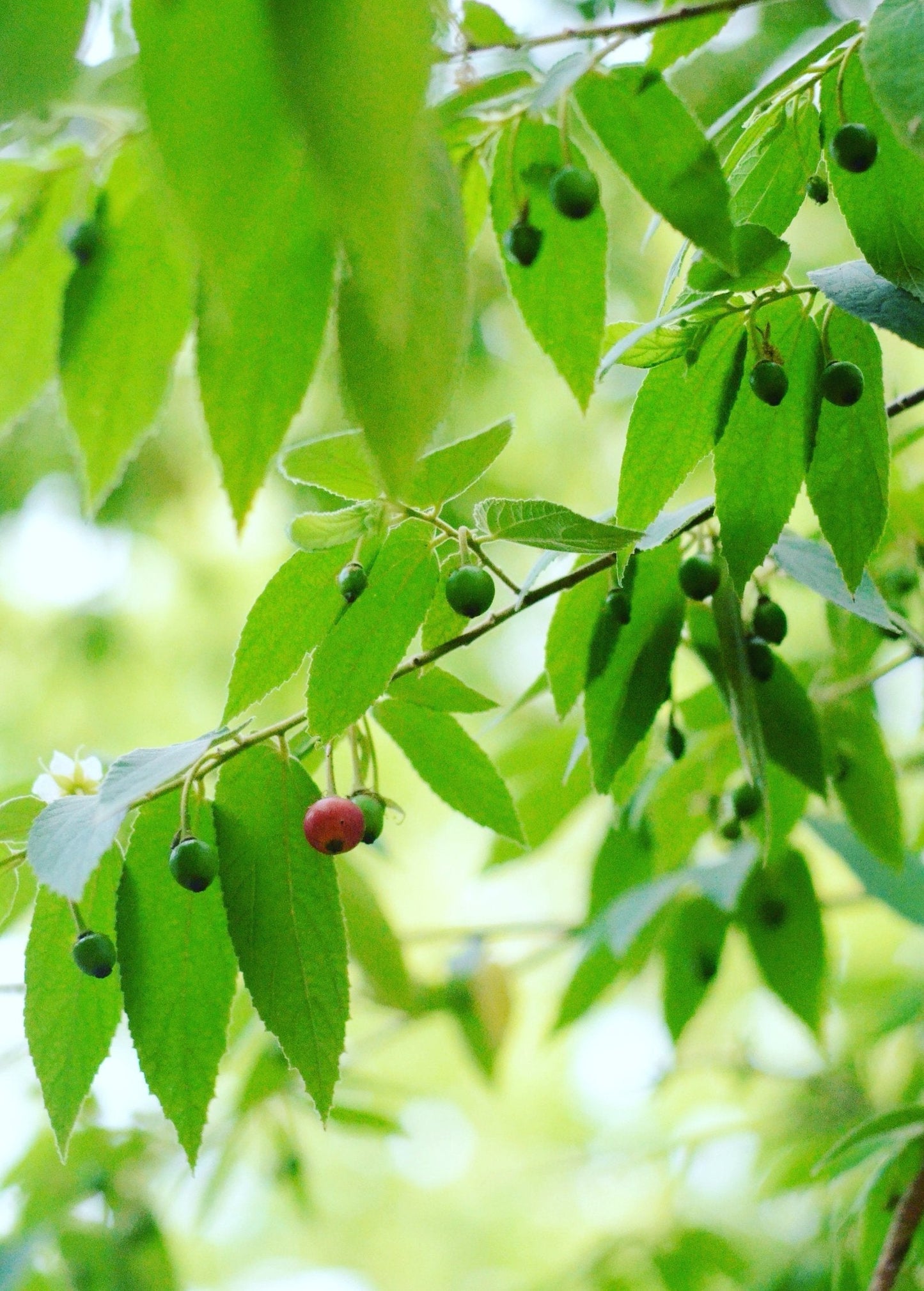 Strawberry Tree Red Fruit Plant | Muntingia calabura | Tropical Edible Berry Shrub
