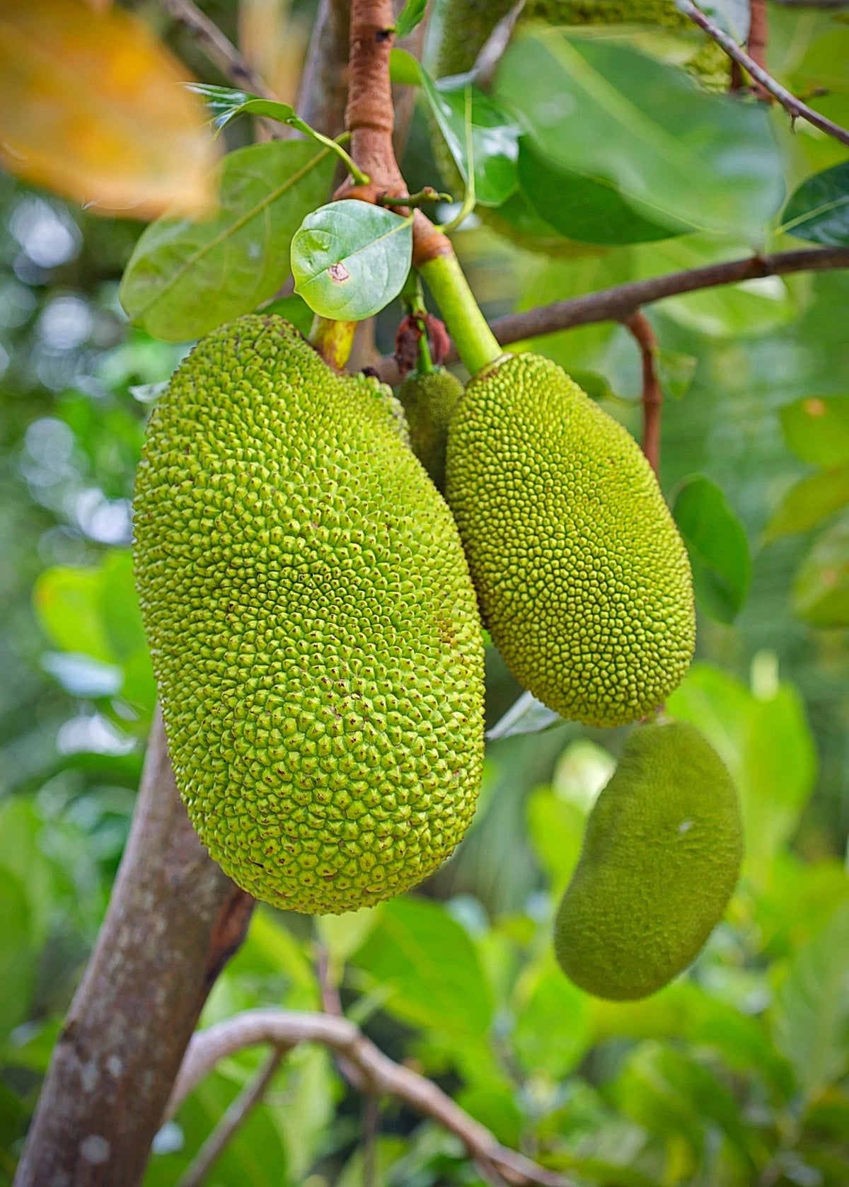 Jackfruit Seedling | Tropical Fruit Tree | Artocarpus heterophyllus | Edible Fruit & Meat Substitute