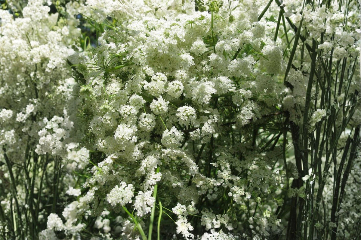 100 Anise Herb Seeds | Heirloom Non-GMO Pimpinella anisum for Culinary, Medicinal & Pollinator Gardens