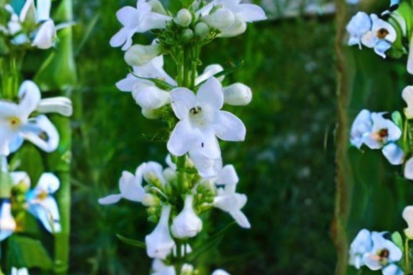 Slender Beardtongue Seeds – Penstemon gracilis Native Prairie Wildflower – Perennial for Gardens & Meadows