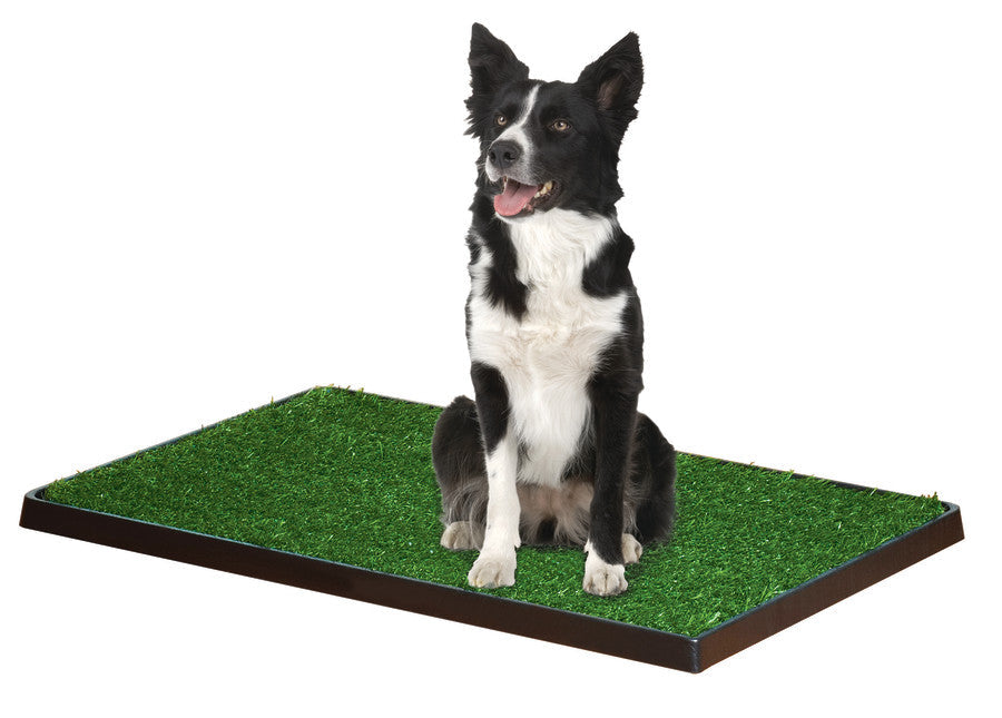 Four Paws Wee Wee Indoor Potty Medium