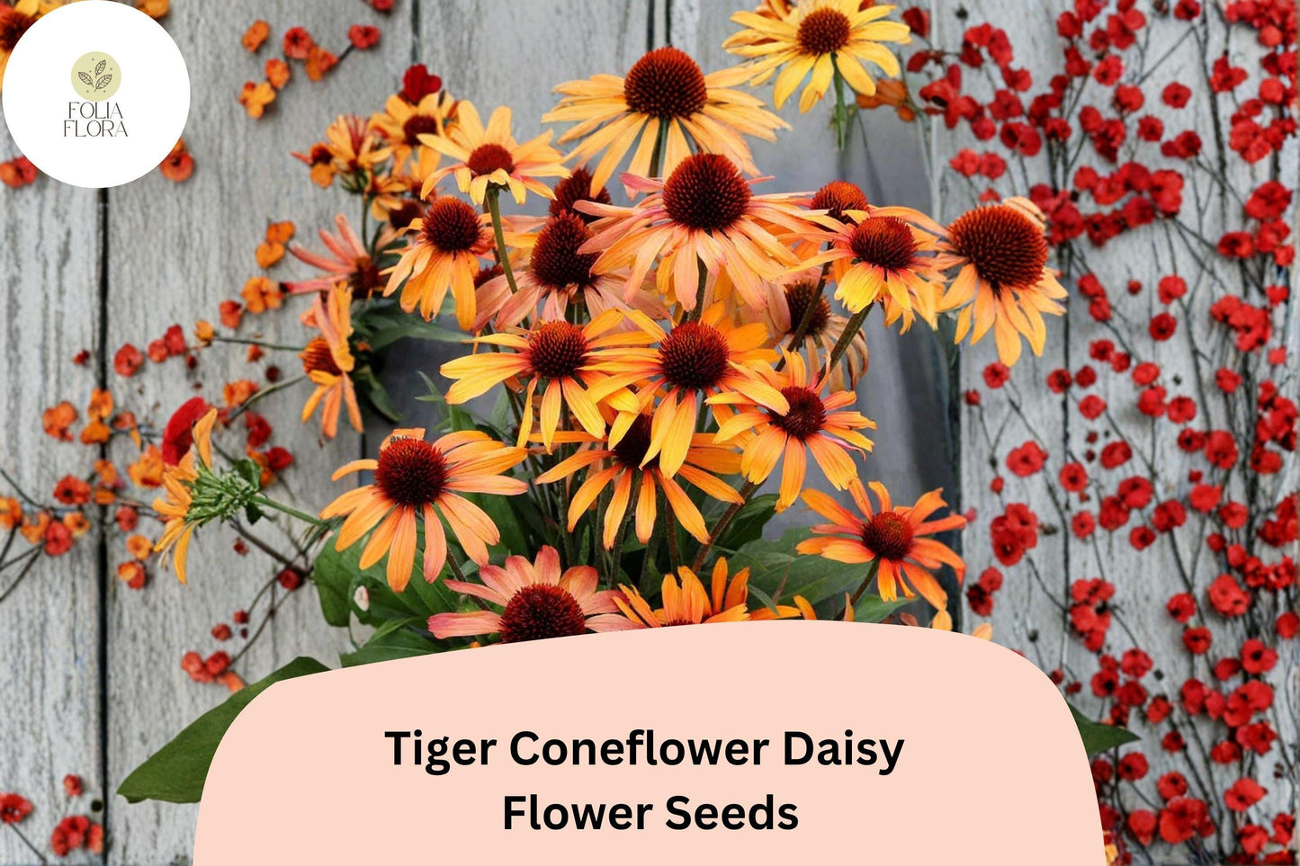 200+ Tiger Coneflower Daisy Seeds | Echinacea purpurea | Bright Orange Perennial Blooms