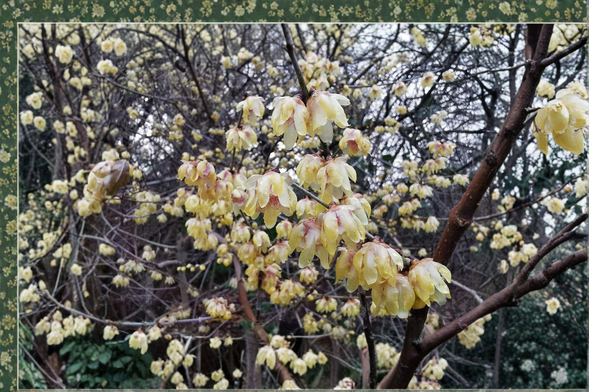 10 Seeds Chimonanthus praecox Wintersweet Shrub Fragrant Winter Blooming Ornamental Garden Seeds