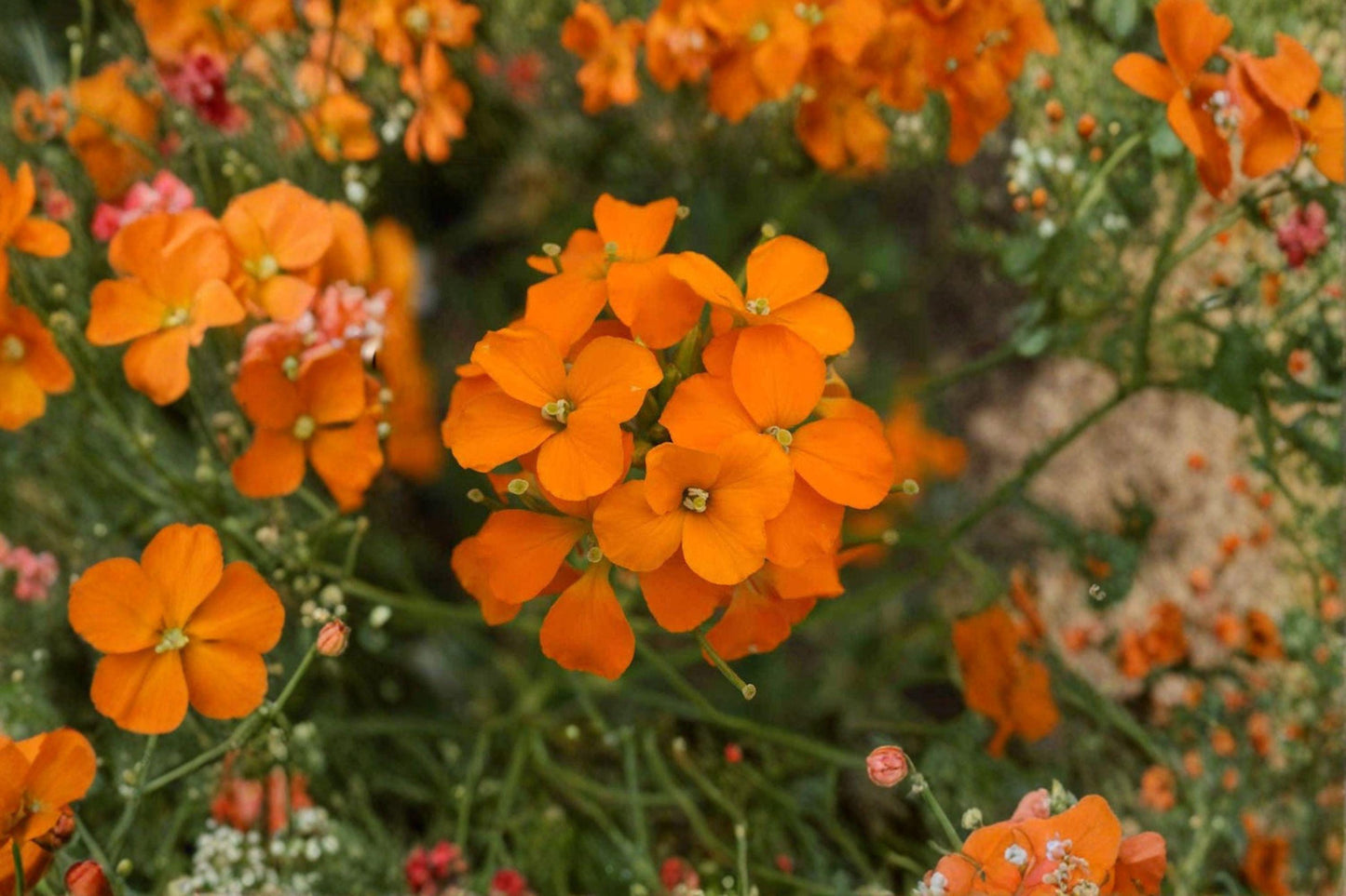 100 Siberian Wallflower Seeds Cheiranthus allionii Orange Flower Rock Garden Plant, Hardy Perennial/Biennial
