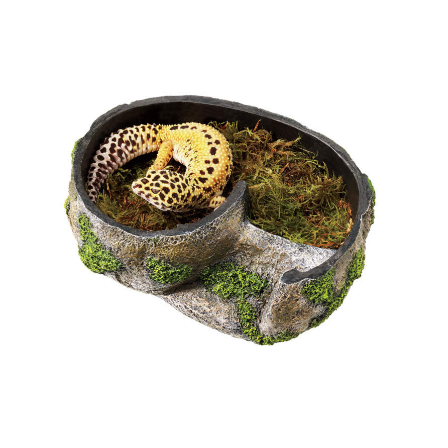 Zilla Rock Lair Medium