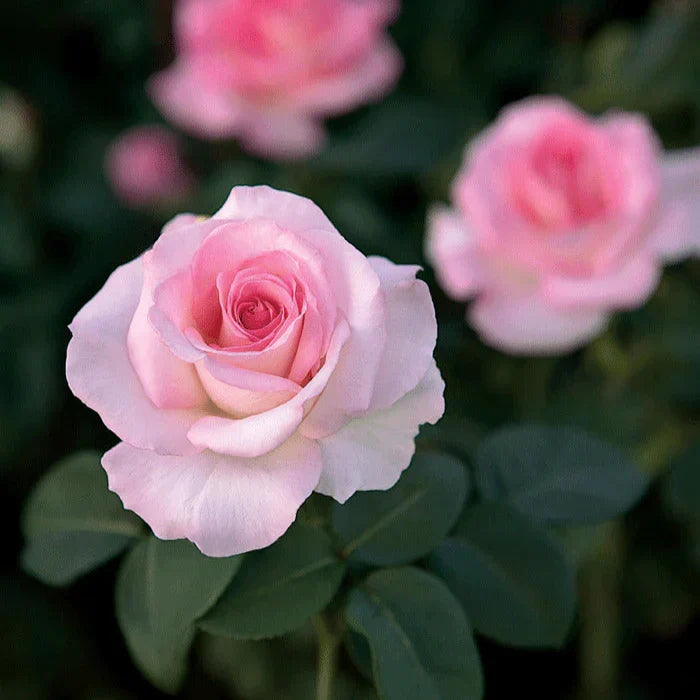 Super Rare Pink Promise Rose Cuttings – Unrooted Hybrid Tea Rose Rosa ‘Pink Promise’ for Grafting and Propagation