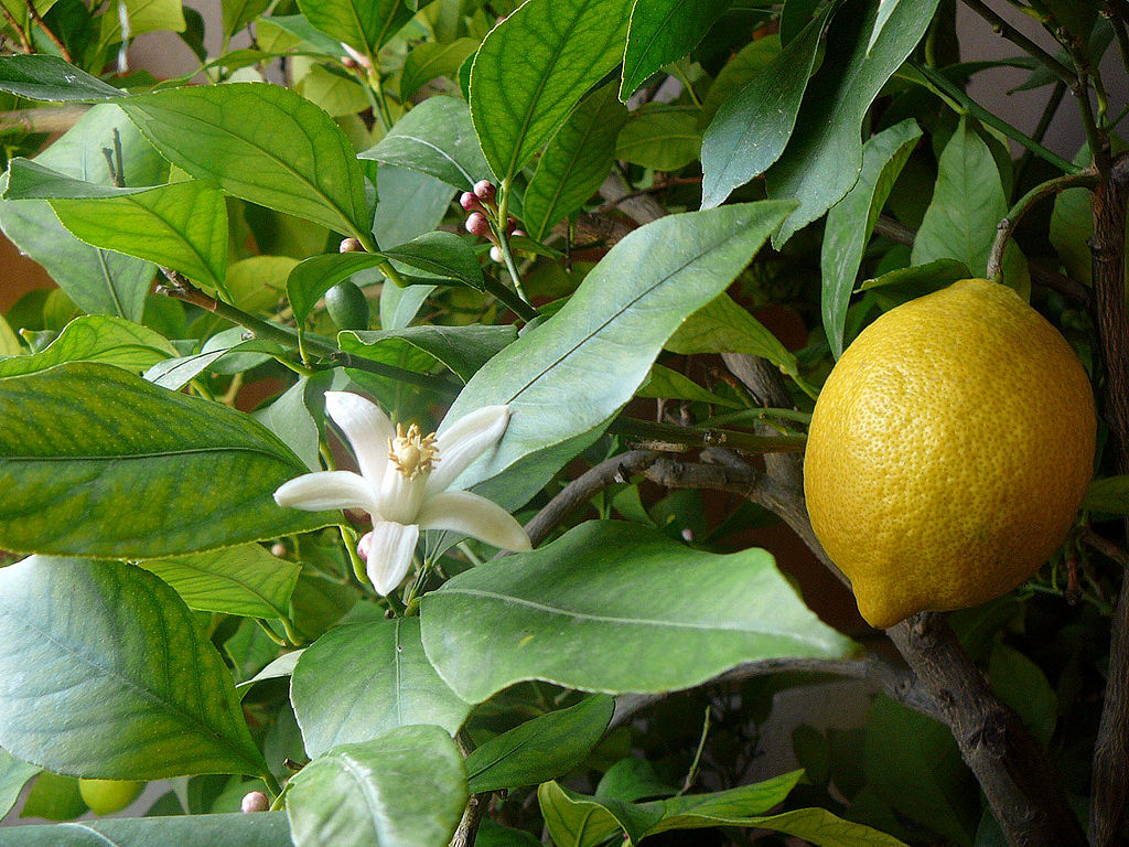 Italian Lemon Tree Cuttings (Citrus limon) 6โ8 Inch Unrooted โ For Rooting or Grafting, Fresh Organic Scion Wood