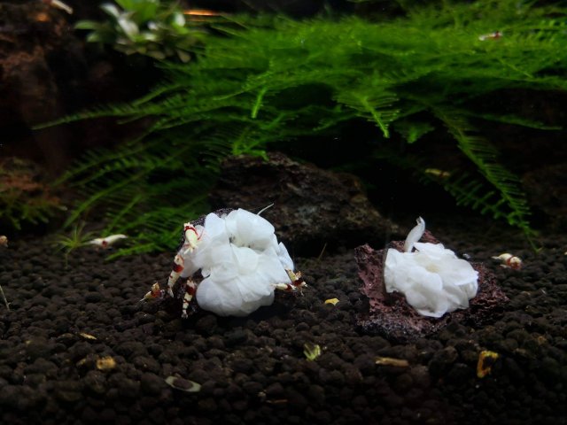 Anubias Barteri White Rose Live Aquarium Plant – Rare Bare Root, Low Light, Easy Care, Freshwater, Aquascape, Variegated Green & White