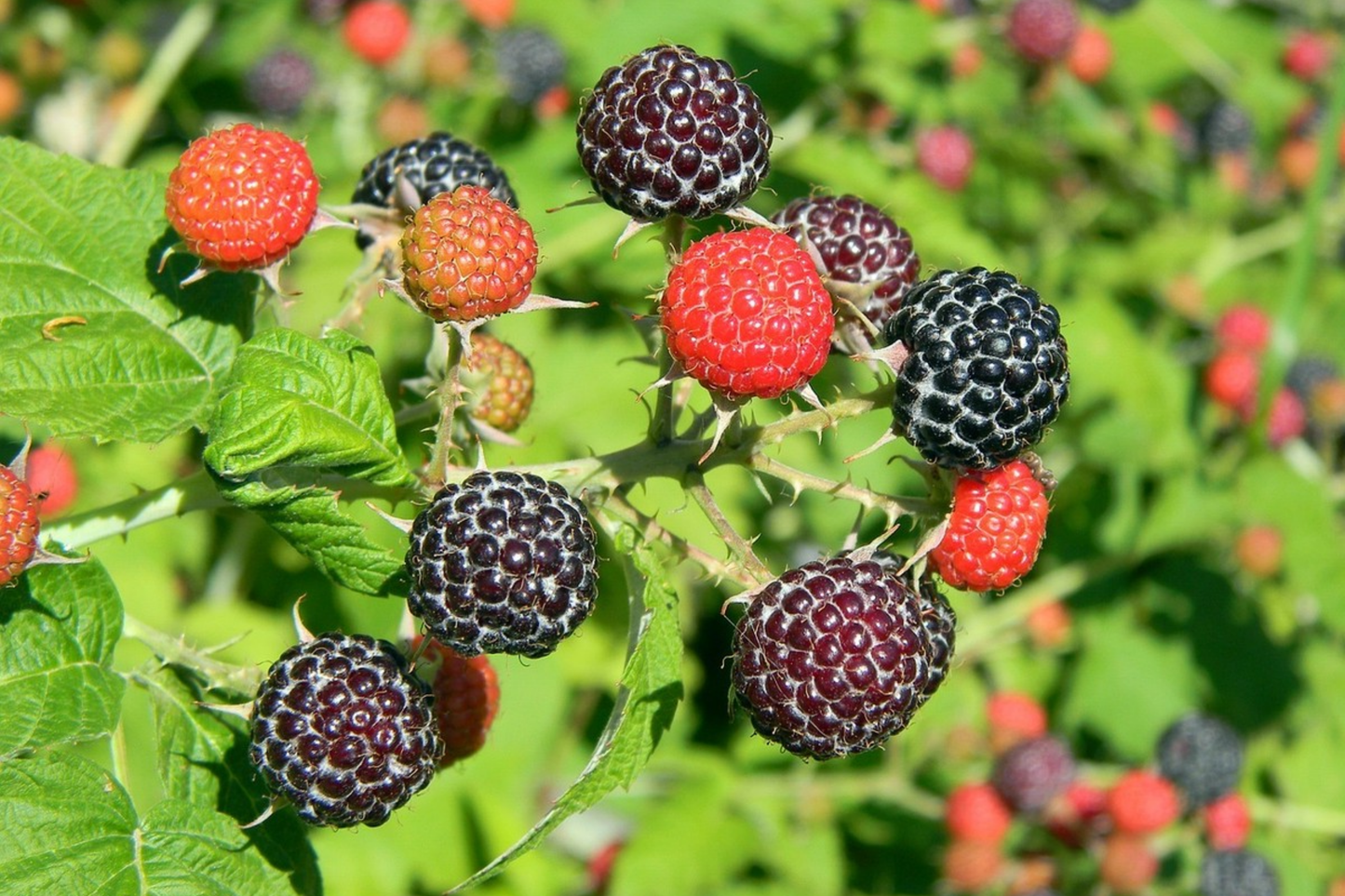 Zenith Raspberry Seeds - Non-GMO Fruit Seeds, Bulk Options of 125, 300, 750 Seeds - Rubus idaeus