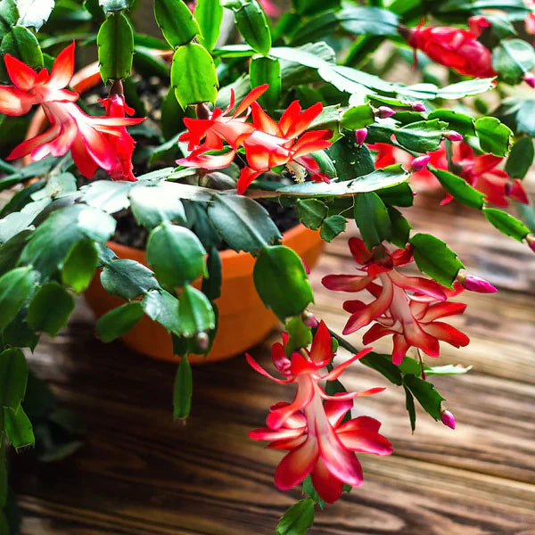 Red Christmas Cactus Live Plant 5โ6โ Tall - Bareroot Schlumbergera - Holiday Blooming Houseplant - Easy Care Succulent