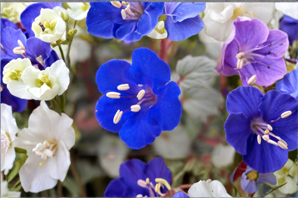 California Bluebells Seeds – Phacelia campanularia – Native Wildflower for Pollinators, Desert Gardens, Full Sun, 100 Seeds