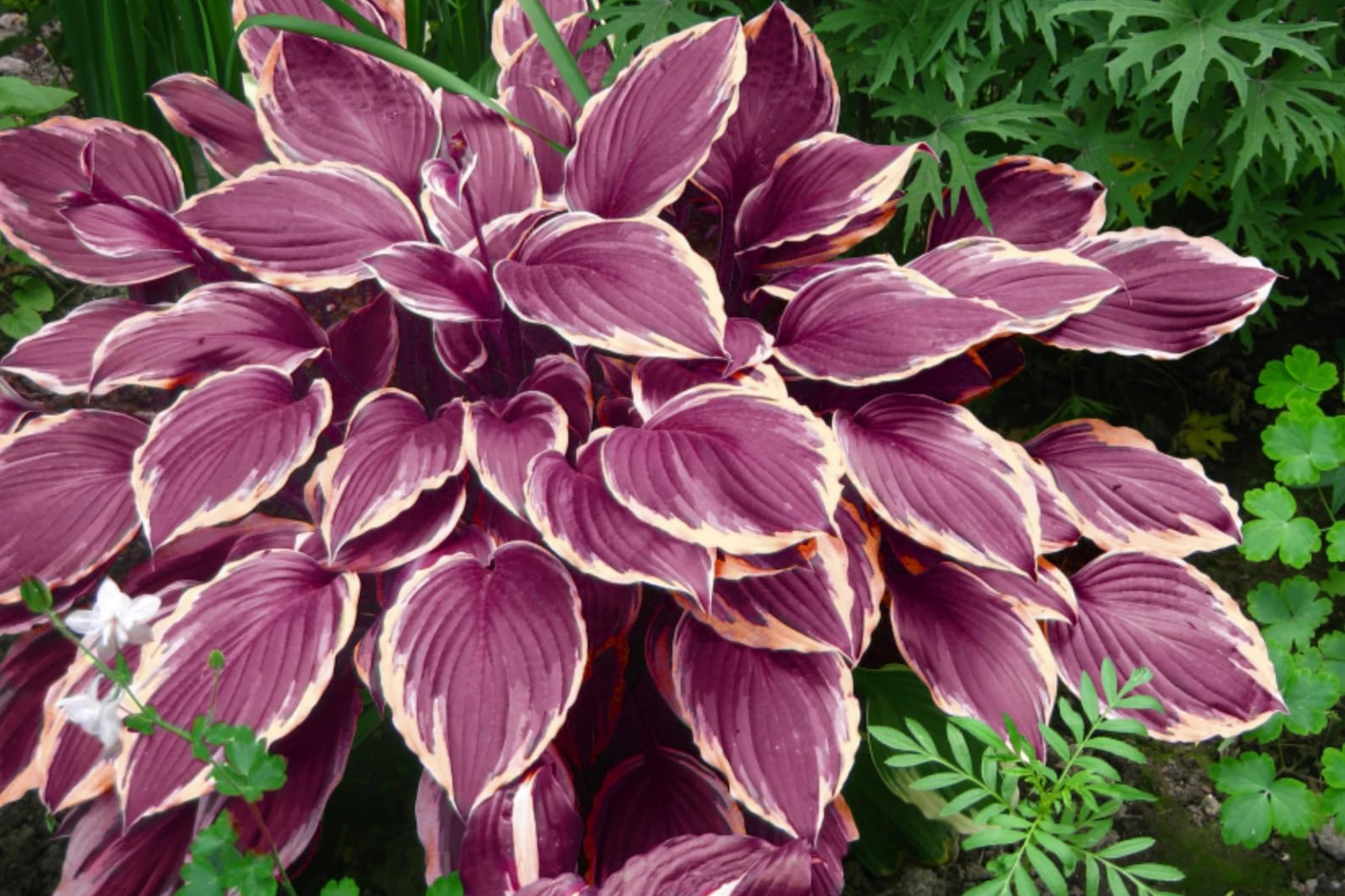 Hosta Seeds for Planting, Perennial Garden Seeds, Attracts Pollinators, Shade-Loving, Hosta spp.