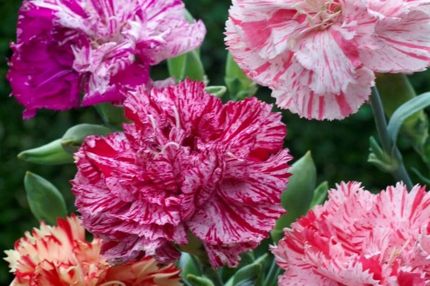 Double Picotee Carnation Seeds - Non-GMO Flower Seeds for Garden, Dianthus caryophyllus, Vibrant Double Blooms, Annual, Easy to Grow