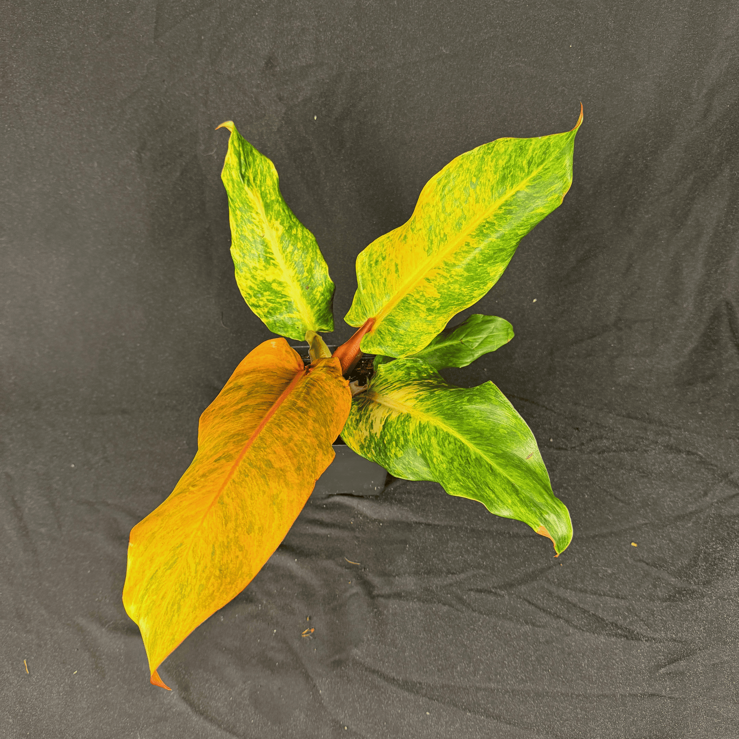 Philodendron Orange Marmalade Indonesian Form