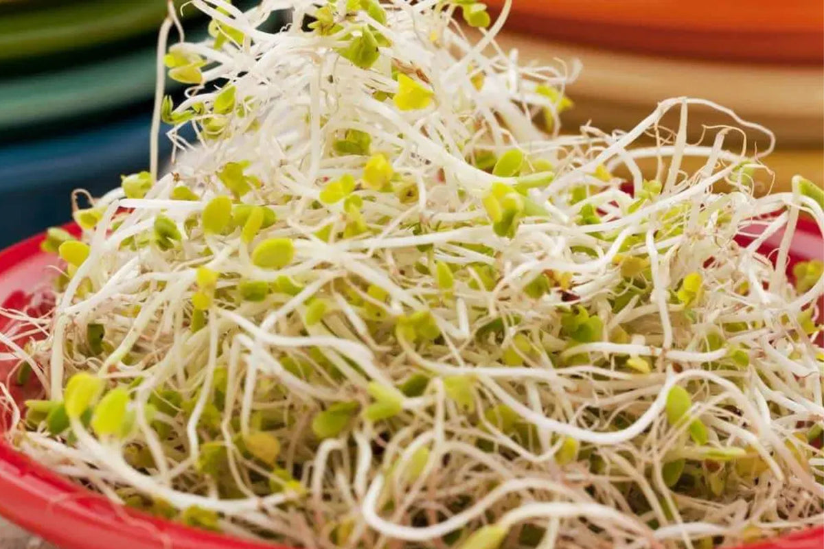 Sprouting Lid Kit with Broccoli Seeds, Non-GMO, 2 Reusable Lids, Brassica oleracea var. italica, Home Sprouting Supplies