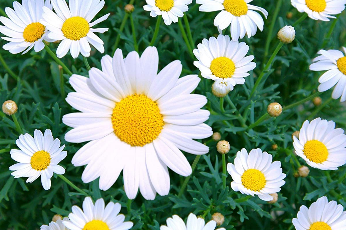 Shasta Daisy Seeds | Heirloom Non-GMO Flower Seeds | Leucanthemum × superbum | White Blooms for Gardens & Cut Flowers