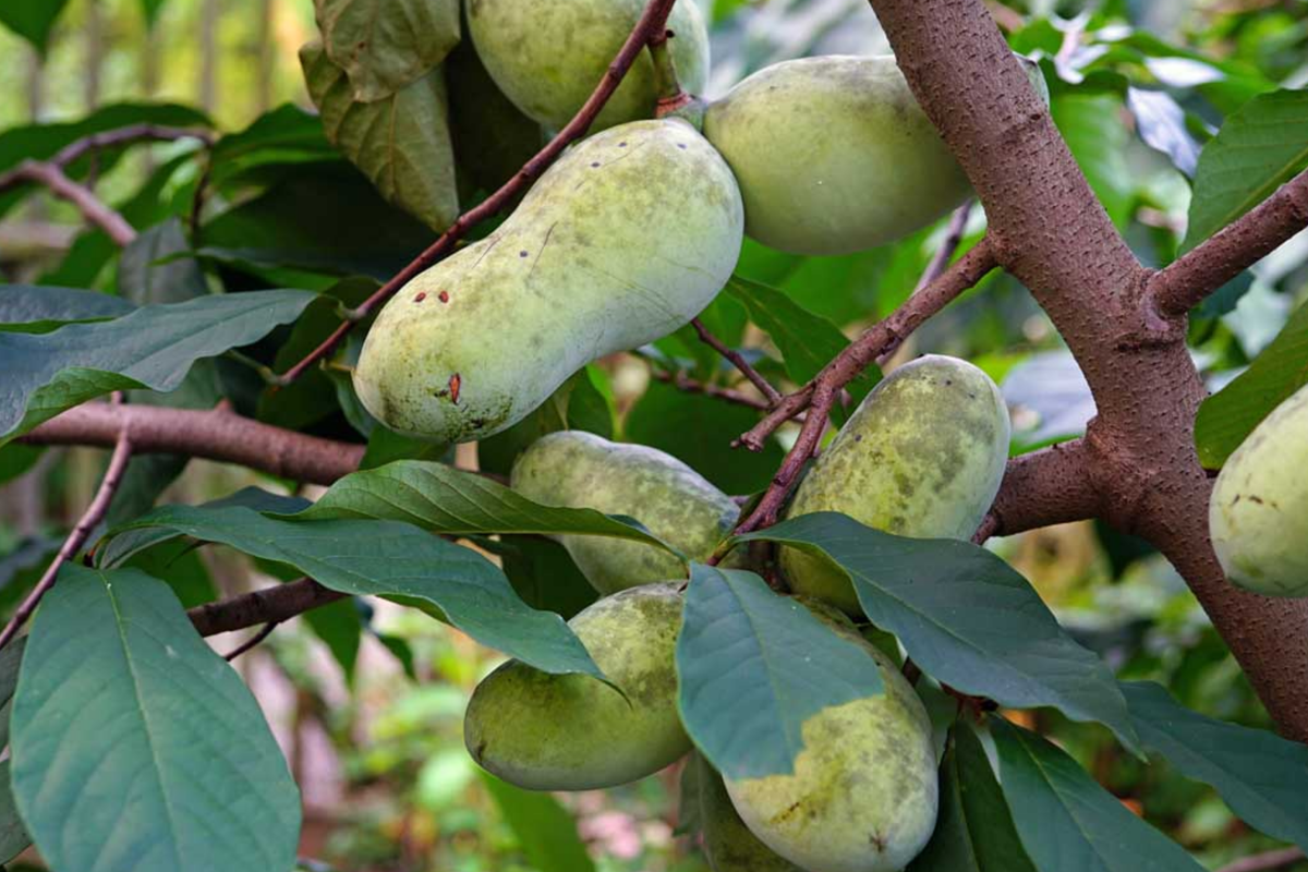 Paw Paw Tree Seeds Grafted Cultivars - Asimina triloba - Peat Packed for Easy Growing