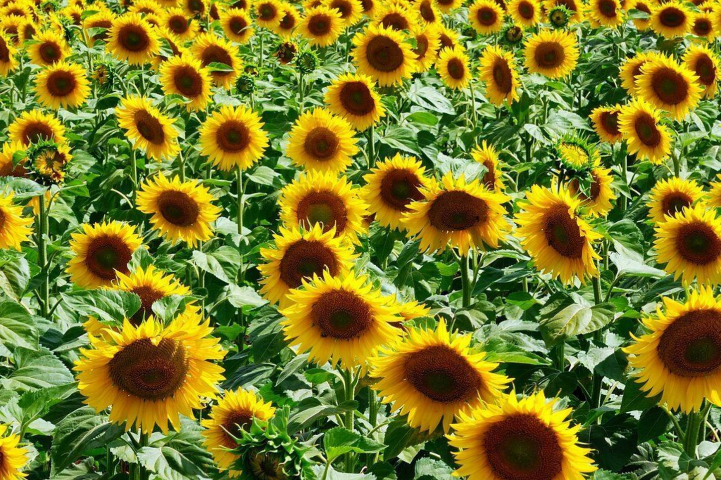 Giant Sunflower Seeds Pack – Heirloom Non-GMO Helianthus annuus for Tall, Vibrant Garden Blooms