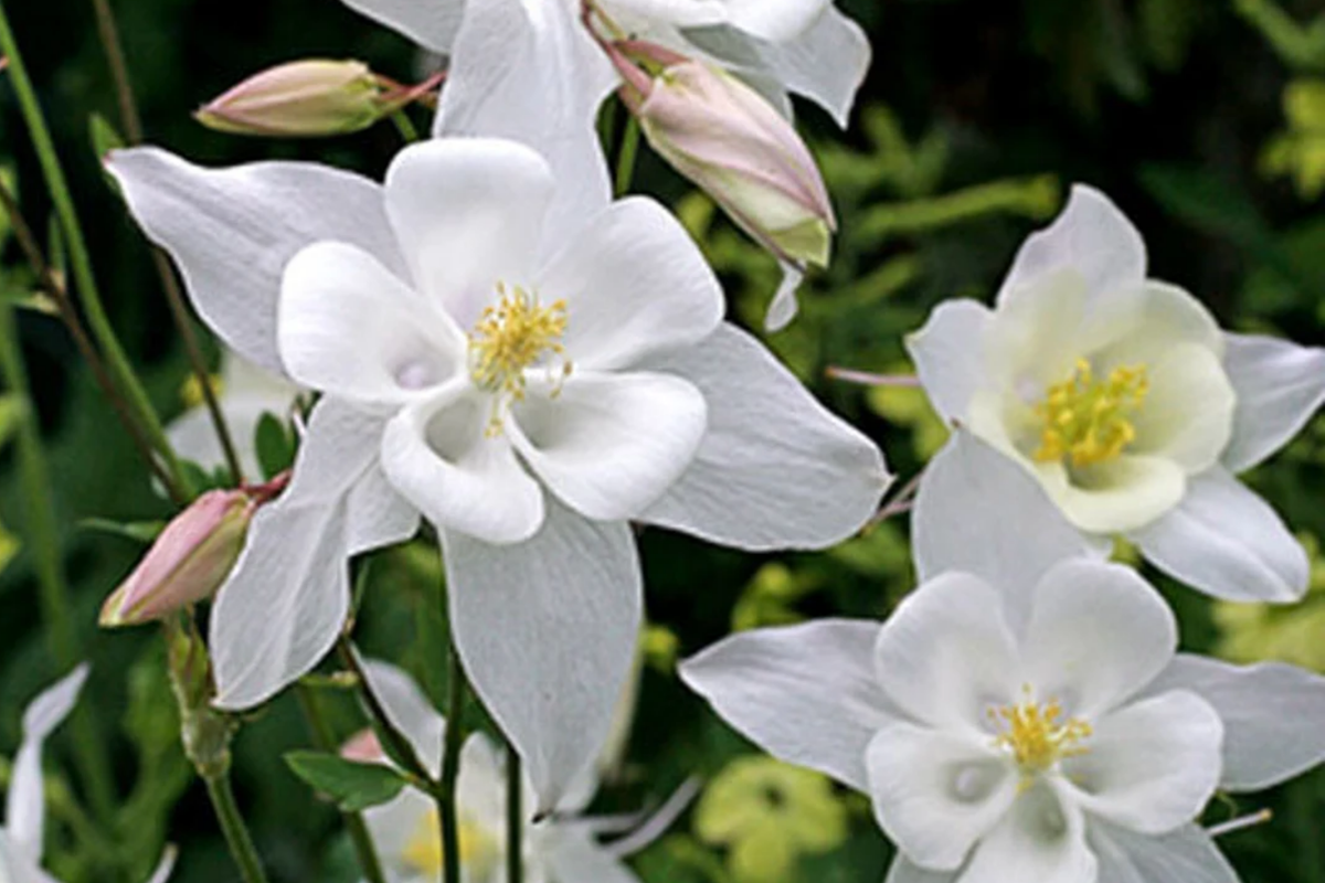Crystal Star Columbine Seeds | Non-GMO Flower Seeds | Aquilegia caerulea | Perennial, Star-Shaped Blooms, Full Sun to Partial Shade