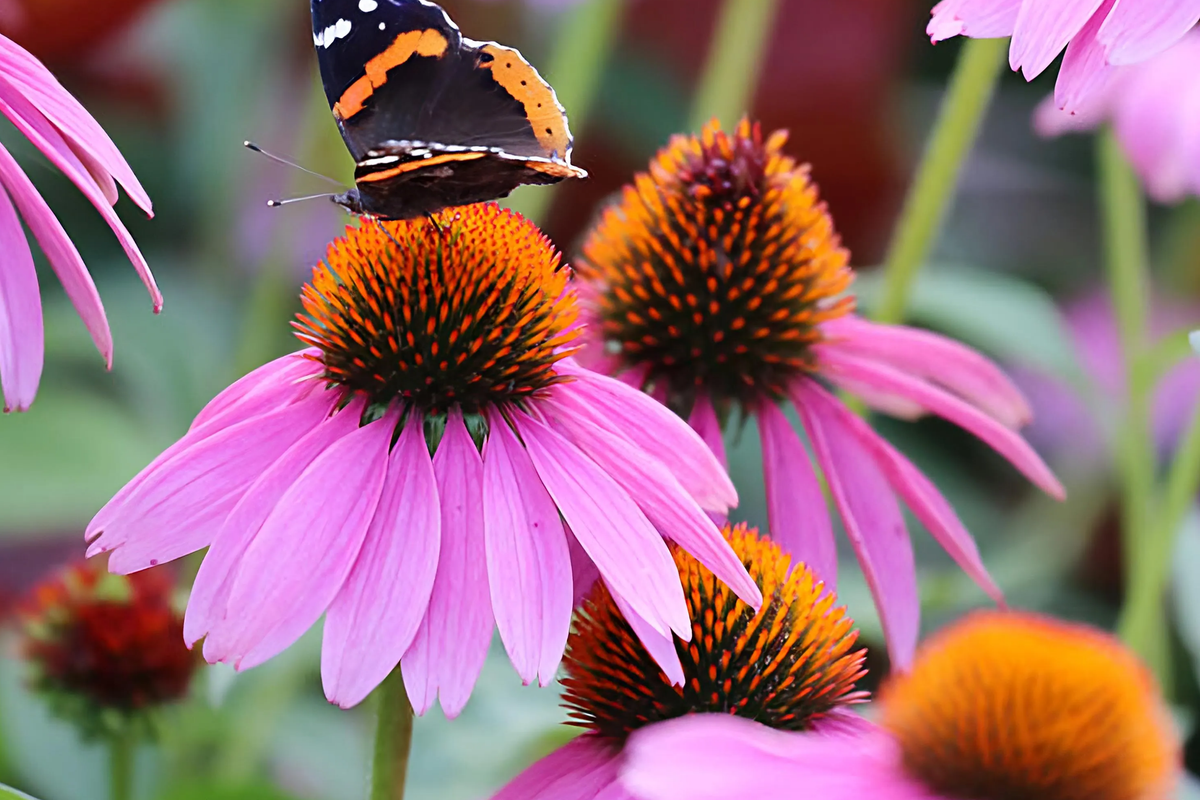 Purple Coneflower Seeds | Non-GMO Echinacea purpurea for Gardens & Pollinator Attracting Flowers