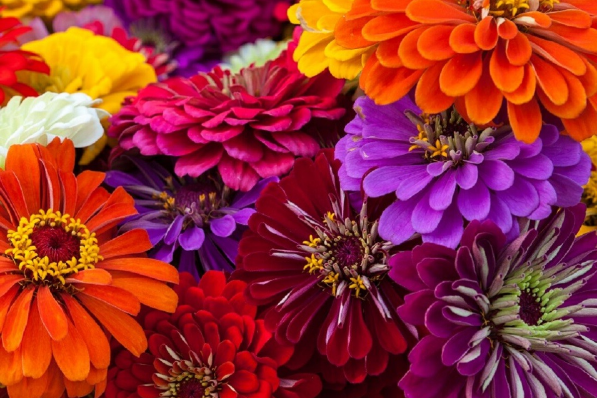 Zinnia Seeds for Planting - California Giants Variety, Colorful Garden Flowers, Bulk Semilla, Easy to Grow, Zinnia elegans