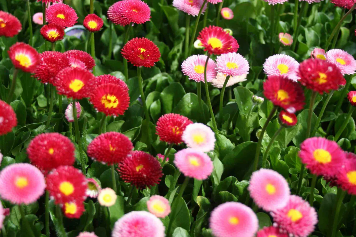 African Daisy Seeds - Heirloom Non-GMO Flower Seeds - Vibrant Blooms - Dimorphotheca sinuata