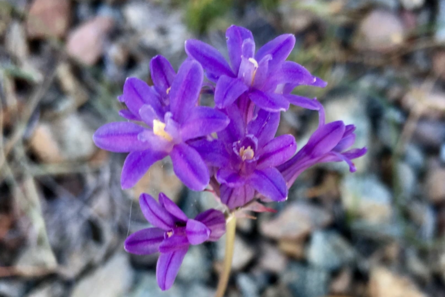 Penstemon Seeds, Compact Blue Flowering Plant, Humilis Variety, Perennial Garden Seeds for Borders and Rock Gardens
