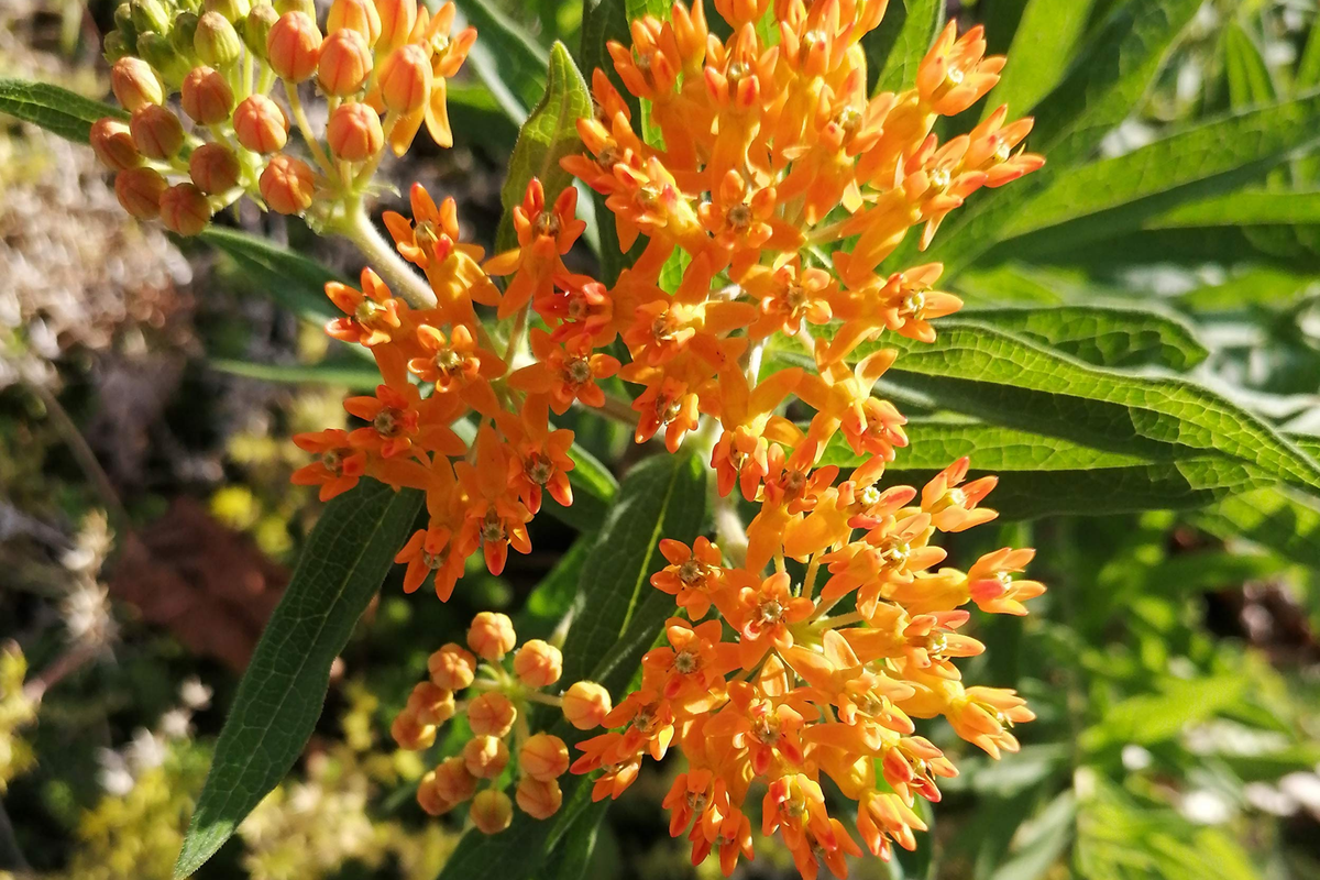 Butterfly Weed Seeds - Orange Milkweed - Pollinator-Friendly Perennial - Asclepias tuberosa - Drought Tolerant, Free Shipping