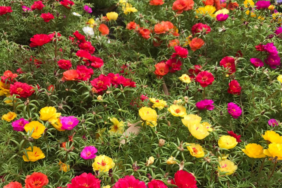 Moss Rose Succulent Seeds - Double Mix Flowering Portulaca grandiflora for Garden & Container Planting
