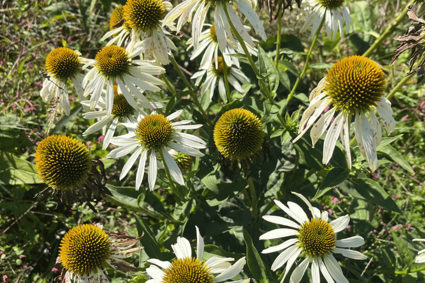 White Swan Coneflower Seeds - Non-GMO, Perennial Echinacea purpurea, Garden Planting Supplies, White Flowers, Butterfly Attractant