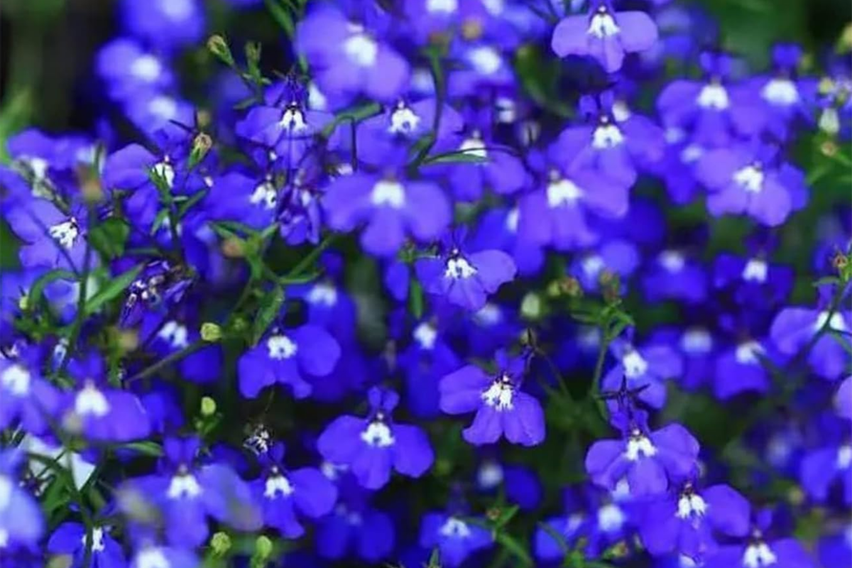 Magic Blue Creeping Thyme Seeds - 20,000 Heirloom Ground Cover Seeds - Thymus serpyllum, Drought-Resistant, Pollinator-Friendly