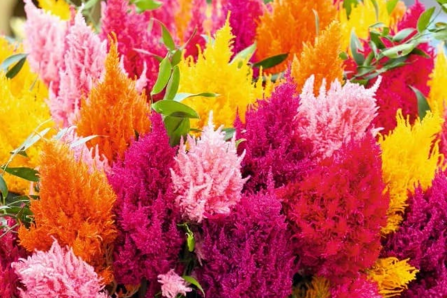 Scarlet Plume Celosia Seeds | 20-400 Non-GMO Annual Flower for Borders & Cut Flowers | Celosia argentea