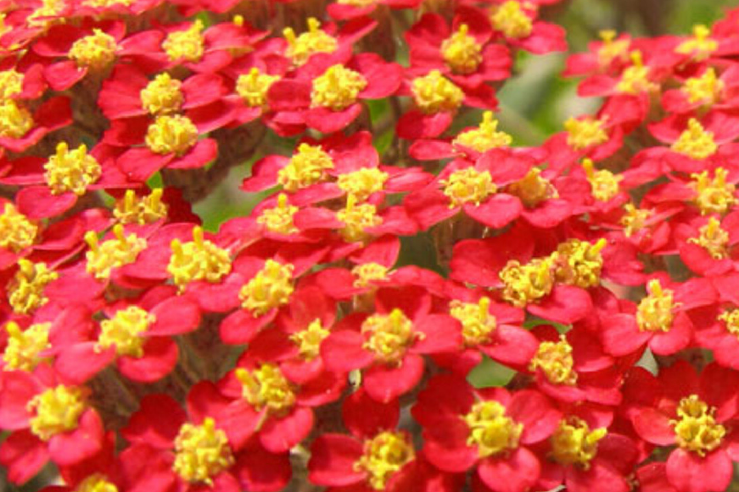 Red Yarrow Seeds - Organic Achillea millefolium 'Red Beauty' Non-GMO, Drought-Tolerant Perennial for Borders & Wildflower Gardens