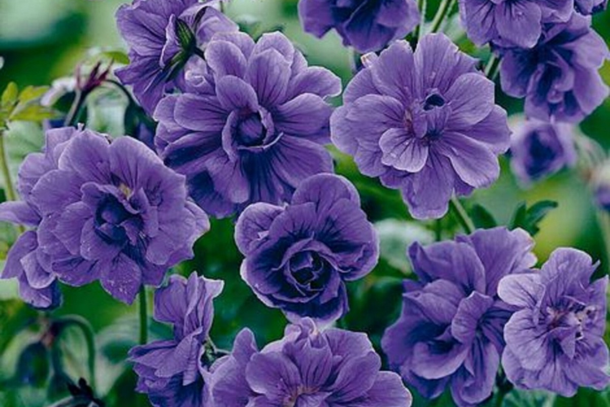 Double Purple Geranium Seeds - Perennial Flower Seeds for Garden Beds & Containers - Pelargonium x hortorum