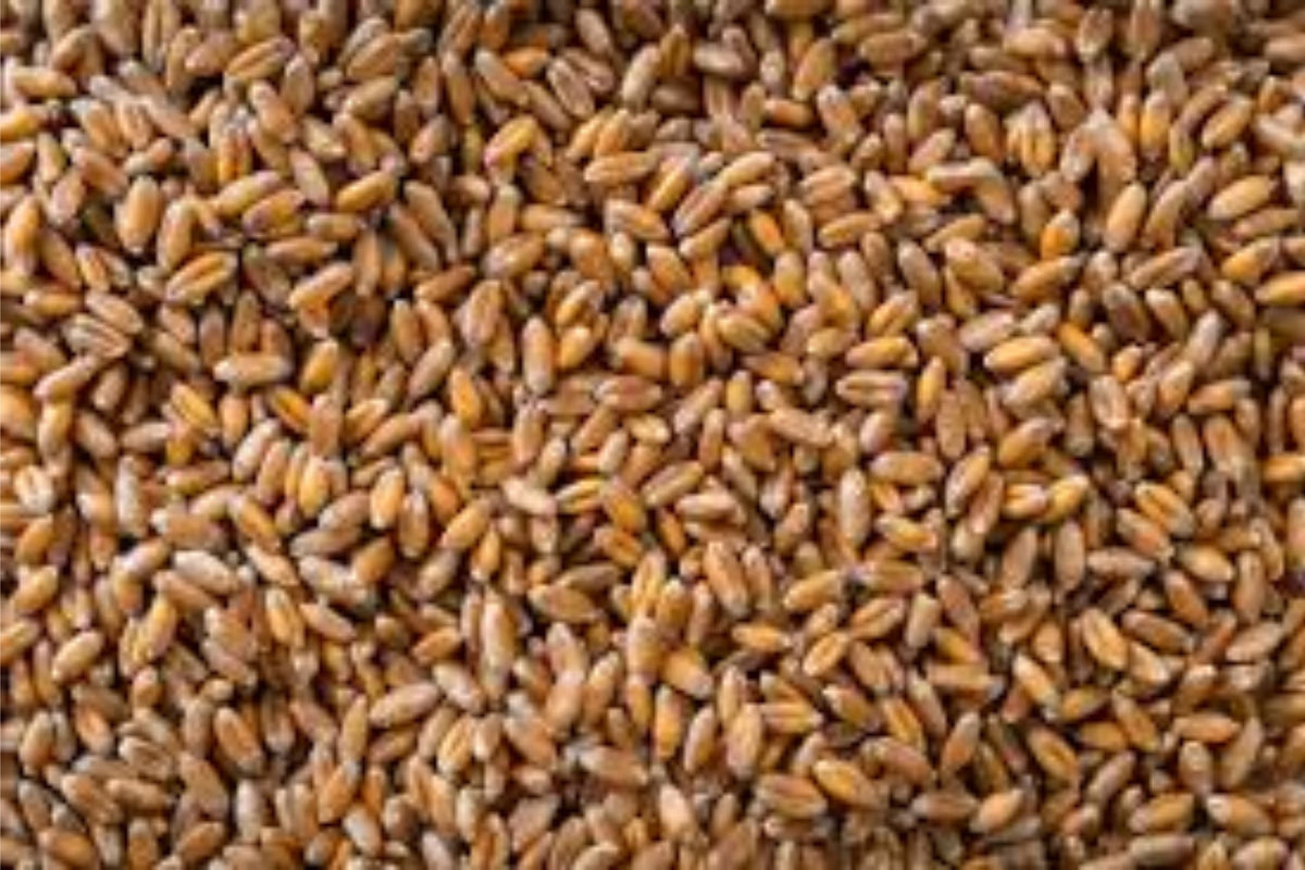 Hard Red Winter Wheat Seeds - Non-GMO Triticum aestivum for Planting, Sprouting, Fodder, Storage