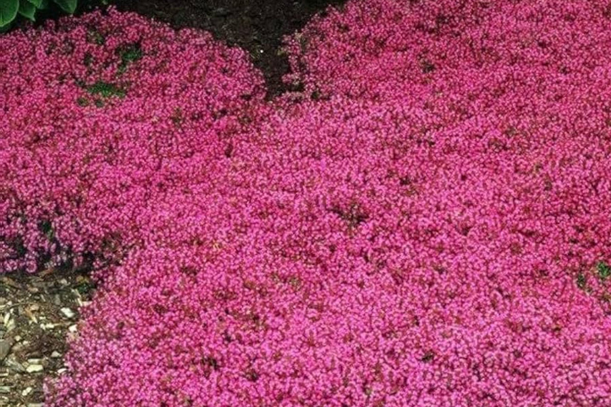 Red Creeping Thyme Seeds - 20,000+ Non-GMO Perennial Ground Cover Seeds Thymus serpyllum