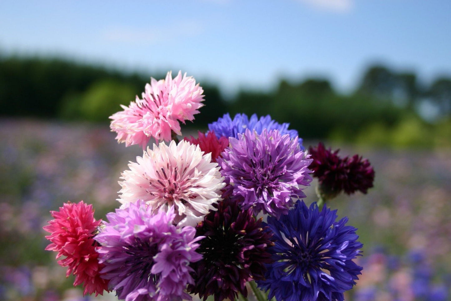 Bachelor Button Seeds - Dwarf Polka Dot Mix - Colorful Annual Flowers for Garden & Containers - Centaurea cyanus