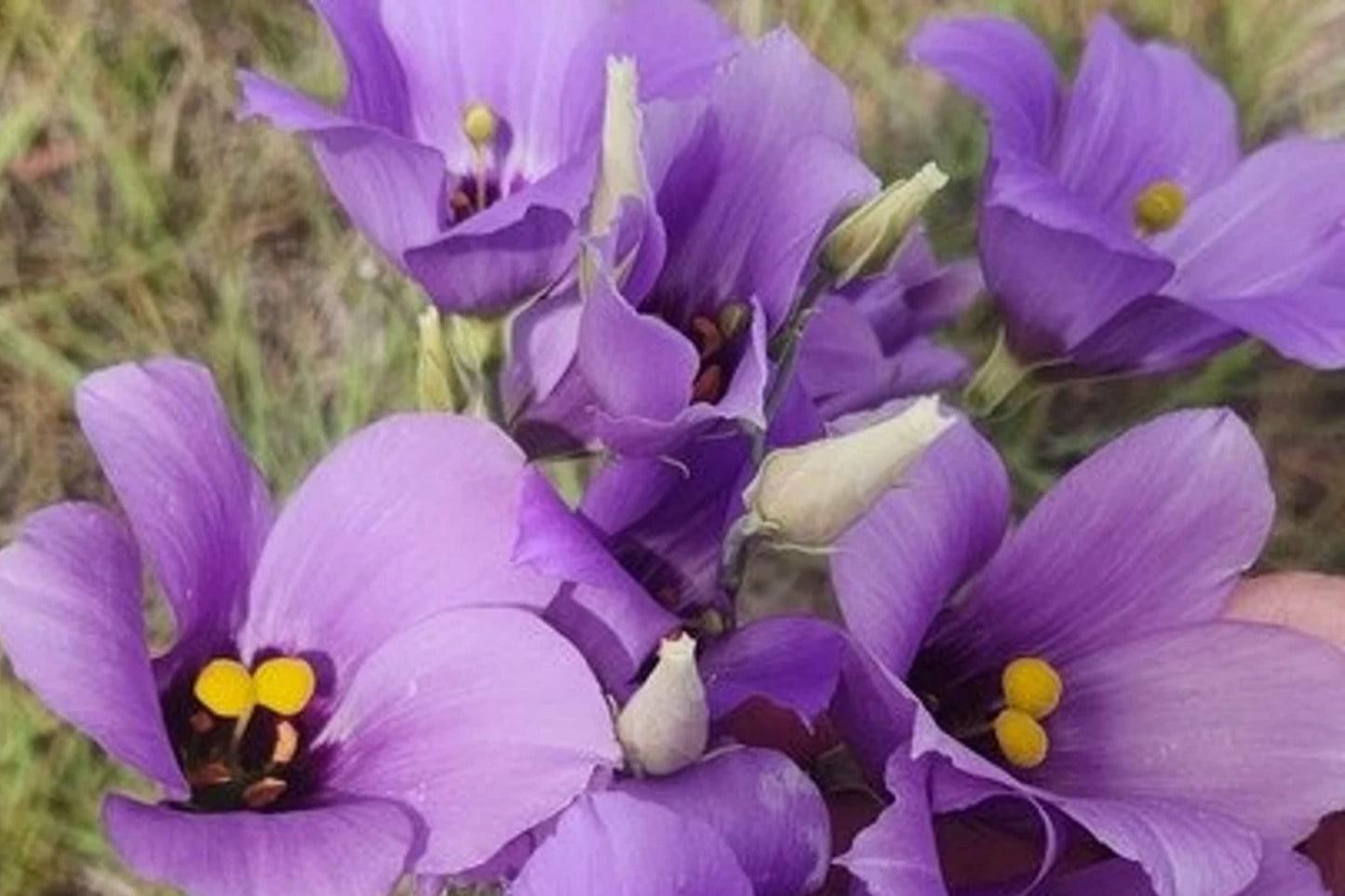 Eustoma exaltatum Seeds - Tularosa Basin Native Wildflower, Desert Marsh Gentian, Drought-Tolerant Flowering Plant, 50 Seeds