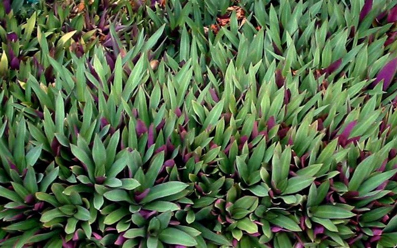 Dwarf Oyster Plant Bare Root 6 Pack | Tradescantia spathacea Moses in the Basket Indoor/Outdoor