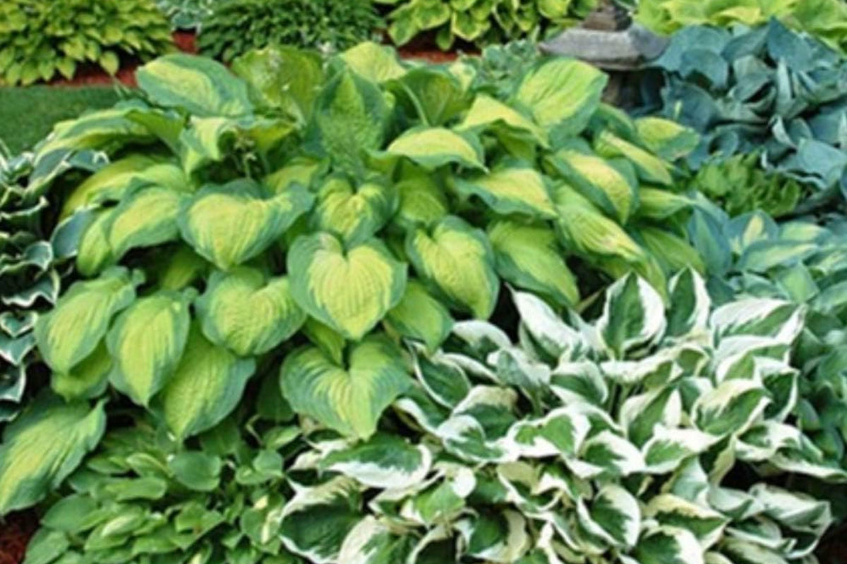 Hosta Seeds - 200+ Perennial Garden Seeds for Shade, Attract Pollinators, Hosta spp.
