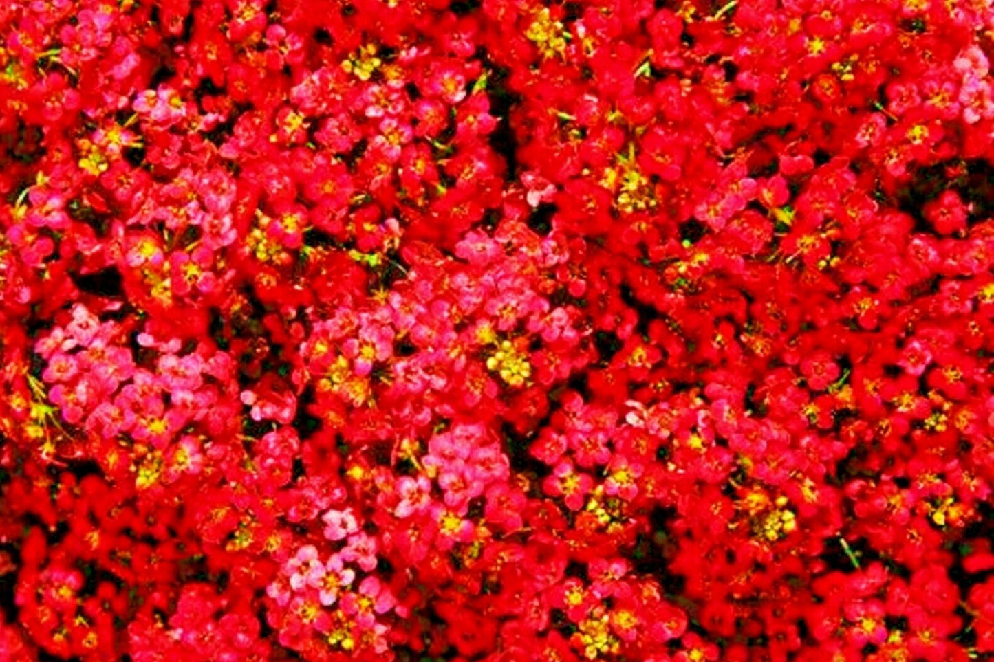 Teal Alyssum Seeds | Carpet Flower | Fragrant Brassicaceae | Lobularia maritima, Low-Growing, Drought-Resistant