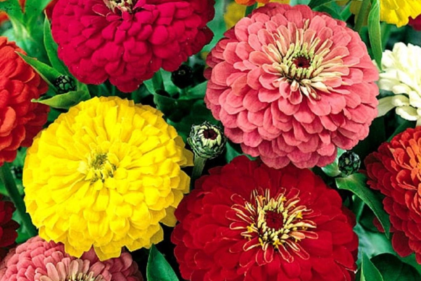 Zinnia elegans Seeds Pack - Bulk Flower Seeds for Vibrant Summer Blooms - Annual Garden Seeds