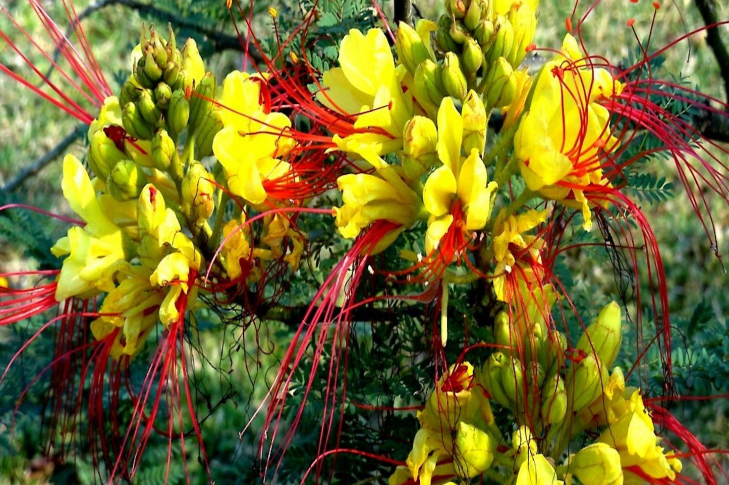 Mexican Desert Yellow Bird of Paradise Seeds - Caesalpinia gilliesii - Drought-Tolerant Flowering Shrub for Garden Planting